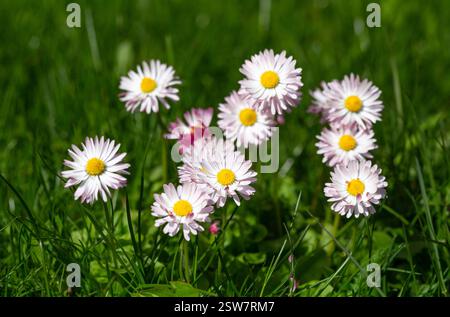 Spring daisies in full bloom, standing tall in sunlit green meadow. Soft petals and vibrant centers create fresh, natural scene, highlighting the Stock Photo