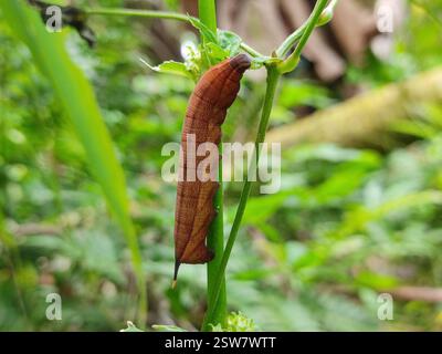 Hummingbird Hawkmoths (Macroglossum), Insecta, Kerala, India Stock ...