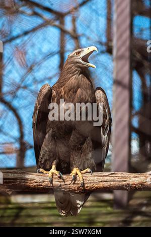 Majestic white-tailed eagle perched on a branch inside an enclosure in zoo Stock Photo