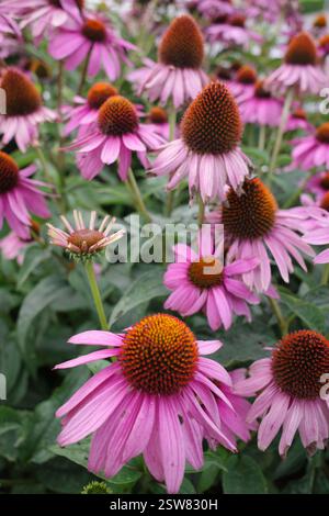 Echinacea purpurea, the eastern purple coneflower, purple coneflower, hedgehog coneflower, or Echinacea close-up Stock Photo