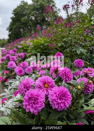 A picturesque flowerbed filled with lush pink dahlias, white dusty miller, and tall cleome flowers. The rich floral display is ideal for garden design Stock Photo