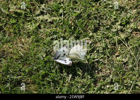 Pair of courting Small White Butterflies (Pieris napi) on the grass Stock Photo