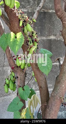 Great Crested Canopy Lizard (Bronchocela jubata), Reptilia, W9XV+445 ...