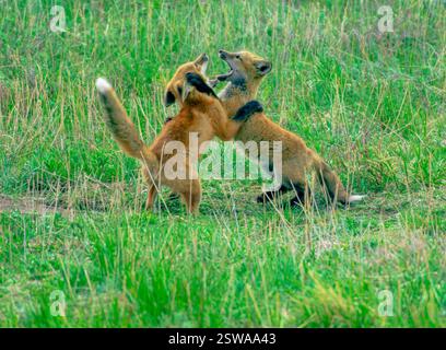 Young Red Fox kits (Vulpes vulpes) at play near their den in early spring, Castle Rock Colorado USA. Stock Photo