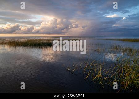Peaceful tranquil nature scene of morning lake with reeds or cattails Stock Photo