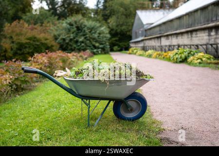 Wheelbarrow filled with mulch and compost made from leaves and organic matter in garden. Zero waste Stock Photo