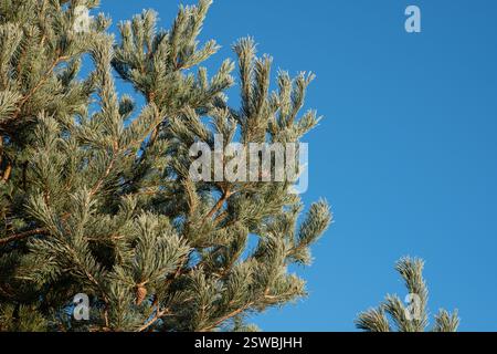 Pine tree branches against a vibrant blue sky A frosty morning scene Stock Photo