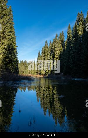 Serene forest lake reflecting a vibrant blue sky surrounded by tall evergreen trees Stock Photo