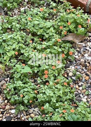 scarlet pimpernel (Lysimachia arvensis), Plantae, Fairfield Road, Braintree, England, GB Stock Photo