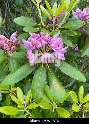 Catawba Rhododendron (Rhododendron catawbiense), Plantae, Water Rock Knob  Trail, Maggie Valley, NC, US Stock Photo - Alamy
