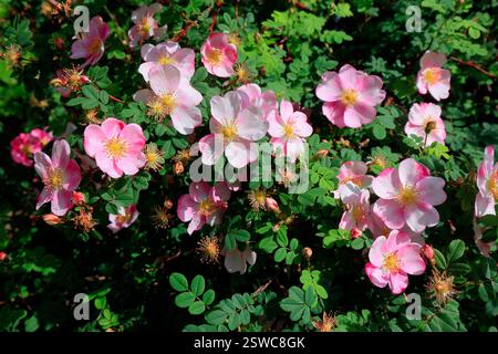 Double Lacecap Hydrangea (Hydrangea macrophylla) Hanabi in bloom Stock Photo