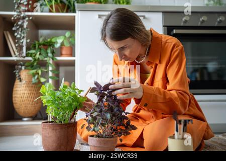 Interested woman gardener taking care of herbs basil growing in pots at home kitchen. Plants lover. Stock Photo