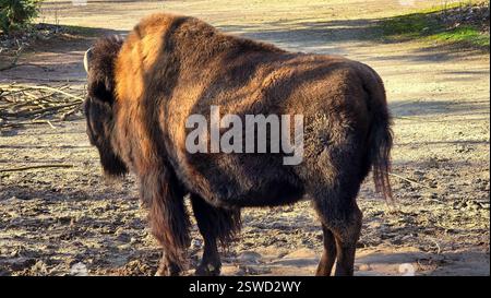 Majestic Bison Roaming in Their Natural Habitat, a Symbol of Strength and Freedom Stock Photo