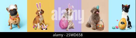 Set of cute dogs with bunny ears and Easter eggs on color background Stock Photo
