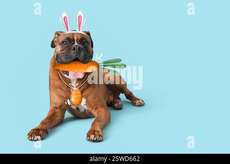Cute boxer dog with Easter bunny ears, egg and carrot on light blue background Stock Photo