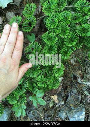 Ground cedars (Diphasiastrum), Plantae, Camp Creek State Park and