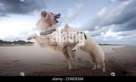 Jumping German white shepherd Stock Photo