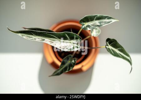 Small Alocasia Bambino plant in clay pot on windowsill top view soft focus. Elephants ear plant Stock Photo