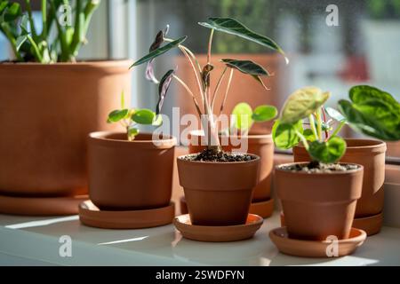 Small Alocasia and Pilea plant in clay pots on windowsill at home Stock Photo