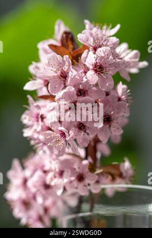 Bouquet of blossoming apricot branches in glass. Japanese Sakura cherry blossoms. Spring time Stock Photo