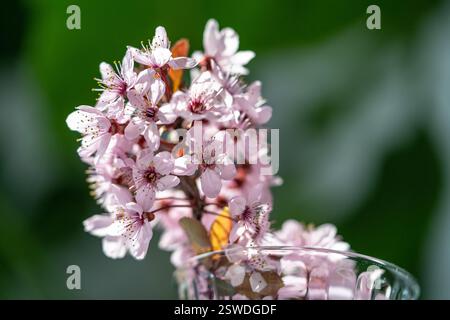 Bouquet of blossoming apricot branches in glass. Japanese Sakura cherry blossoms. Spring time Stock Photo