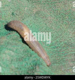 Insects (Insecta), Insecta, Witton-le-Wear, UK Stock Photo - Alamy
