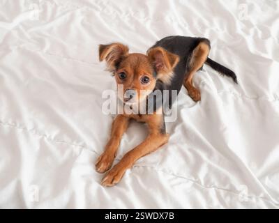 Russian toy terrier on a white background Stock Photo - Alamy