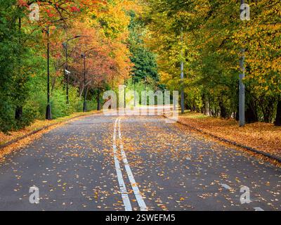 Empty autumn road with trees in a row on the edges. Stock Photo