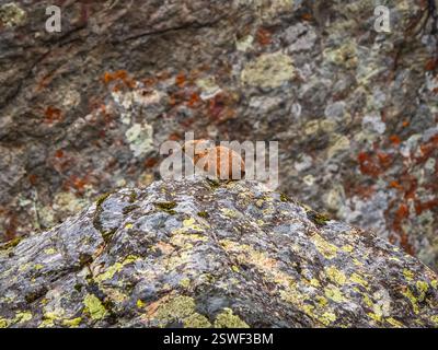 Selectiv focus. Close up of funny Pika Ochotona collaris sits on rocky in Altai mountain. Cute small mammal on bokeh background. Stock Photo