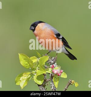 Bullfinch (Pyrrhula pyrrhula) male sitting on a branch with apple blossoms (Malus domestica), Wilnsdorf, North Rhine-Westphalia, Germany, Europe Stock Photo