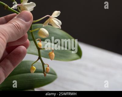 Disease Of Orchids Drying And Falling Of Young Buds In The Orchid Disease Of Orchids Drying And Falling Of Young Buds In The Orchid