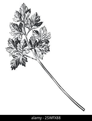 Parsley sketch engraving vector illustration. Aromatic spice. Stock Vector