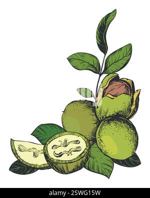 Vector angular composition of walnut in color engraving technique. Unripe walnut seeds whole and halves, leaves and space for text. Label design for Nocino liqueur. Linear sketch on white background. Stock Vector