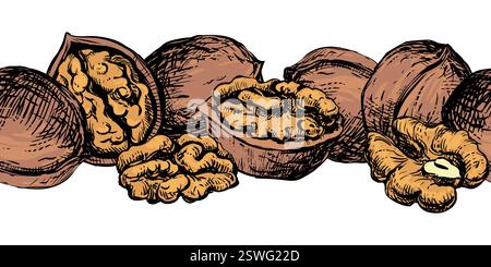 Vector seamless pattern of walnuts. Border of open walnut kernel, whole walnut. Design for packaging of nut paste, liqueur or oil. Black and white sketch isolated on white background. Engraving style. Stock Vector