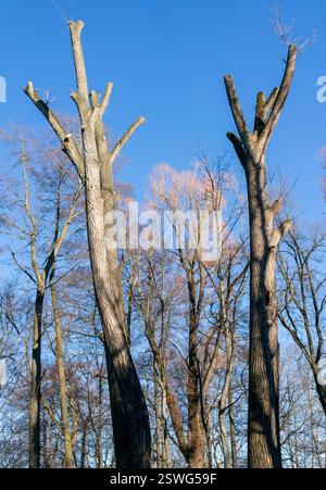 dead tree against blue sky vertical Stock Photo