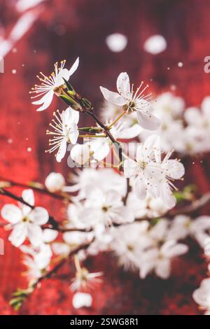 Blossom branch of cherry-tree Stock Photo
