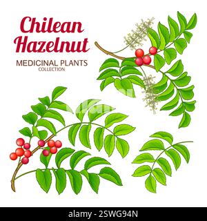 Chilean Hazelnut Branch Colored Illustration Stock Vector