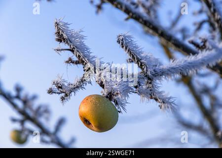 Apple tree with an apple from summer on a frosty sunny winter morning Stock Photo