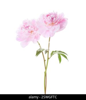 Two light  pink Peonies  isolated on white background. Stock Photo