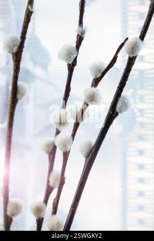 Willow and quail eggs Stock Photo