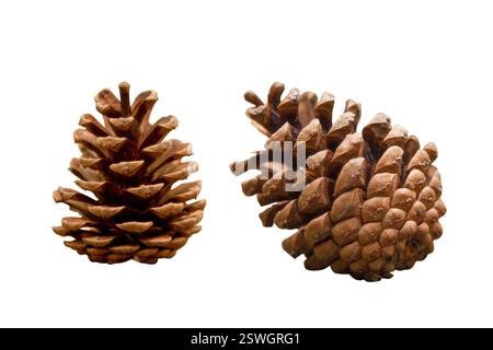 Two female pine cones isolated.  As they mature, they turn brown and open up to release seeds. Stock Photo