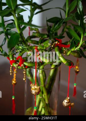 A close-up of a lucky bamboo plant with gold ornaments Stock Photo