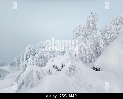 Frosty dawn, the trees are illuminated with a soft gentle light Stock Photo