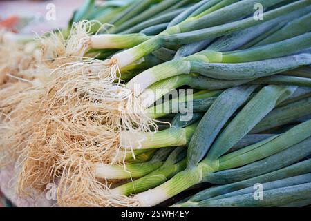 Close-up view of  fresh Japanese Scallion or Negi Stock Photo