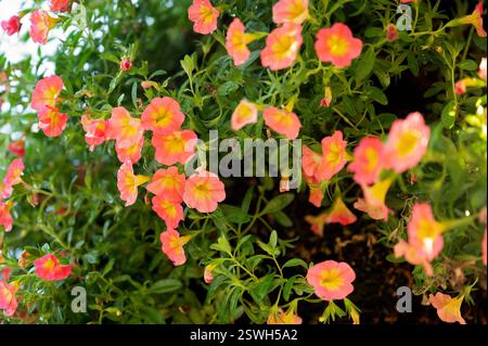 Vibrant pink and yellow calibrachoa flowers in soft natural light Stock Photo