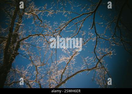 Freshly Fallen Snow Sits on the Trees Stock Photo