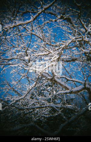 Freshly Fallen Snow Sits on the Trees Stock Photo