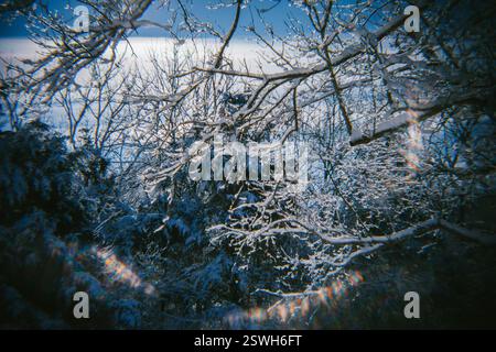 Freshly Fallen Snow Sits on the Trees Stock Photo
