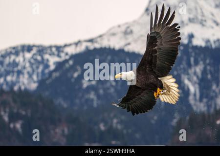 Bald Eagle Flying With Recent Fish Catch Stock Photo