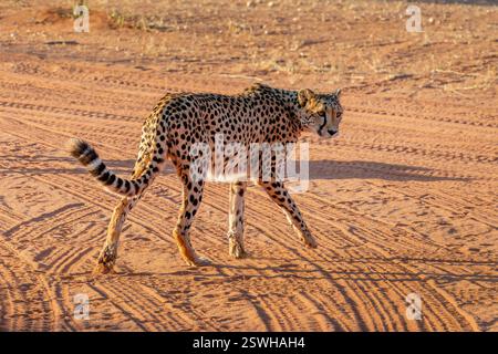 Close up of a cheetah in the Kalahari desert, Namibia, Africa Stock Photo